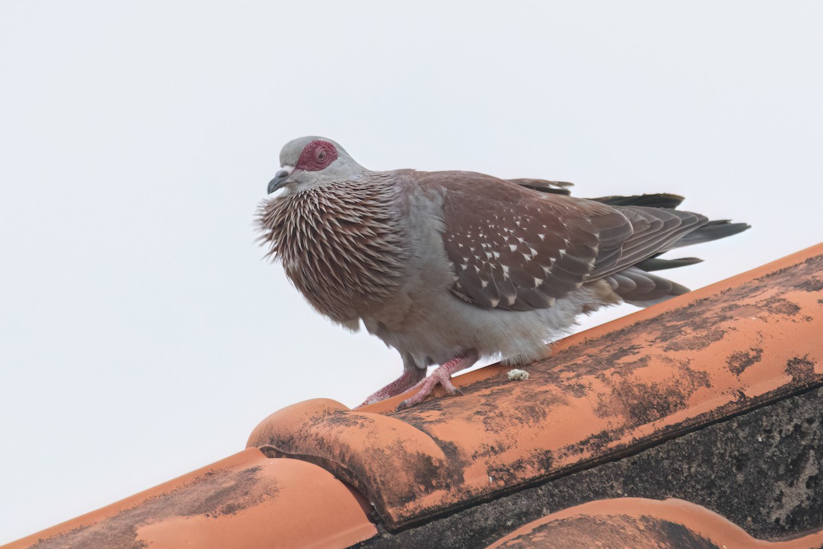 Speckled Pigeon - ML645845401
