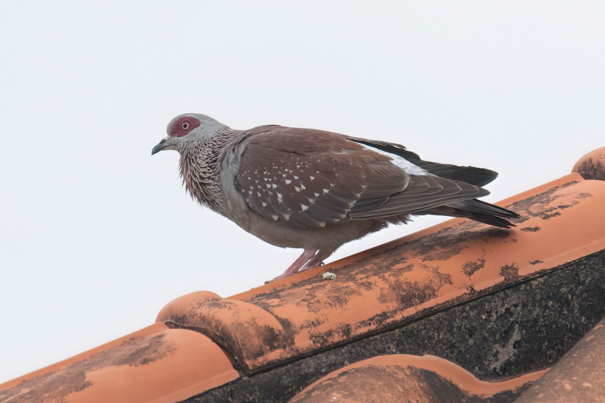 Speckled Pigeon - ML645845402
