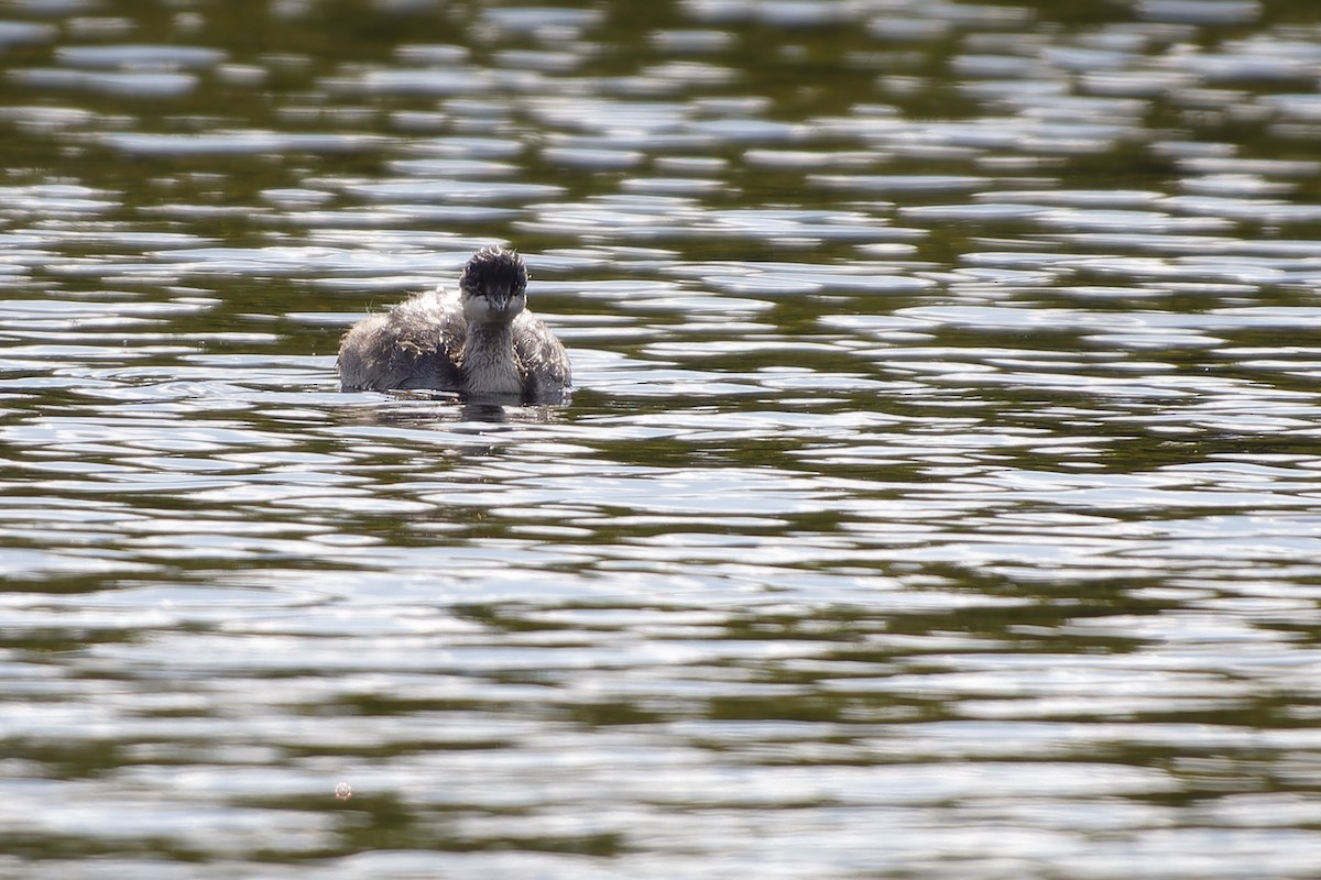 Grèbe à cou noir - ML645845403