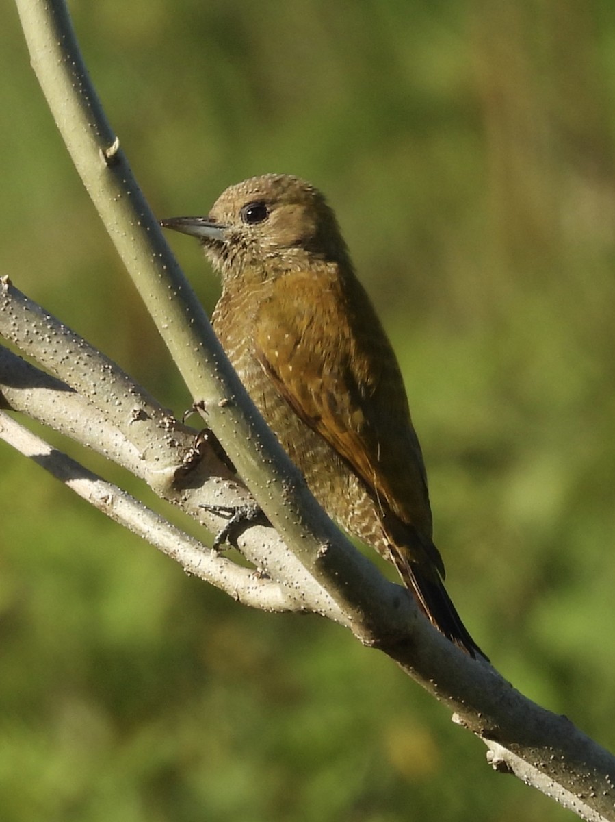 Little Woodpecker - ML645845405