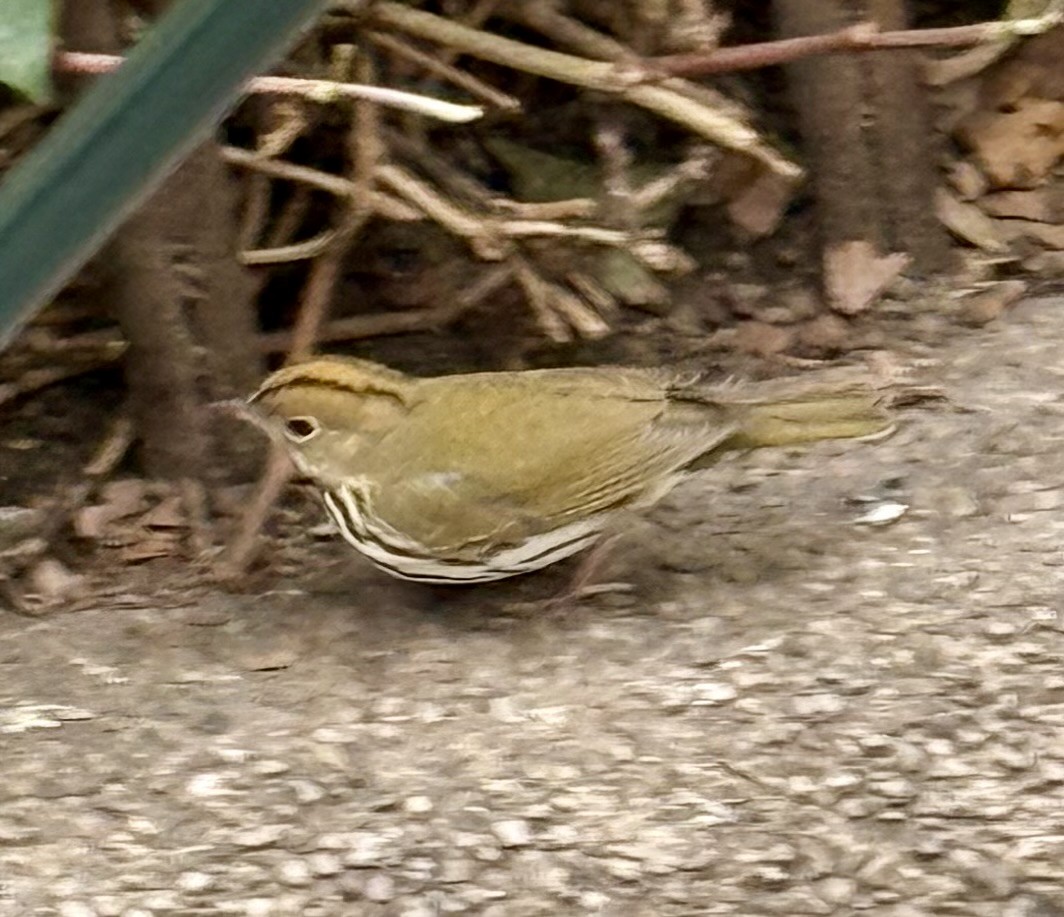 Ovenbird - ML645845409