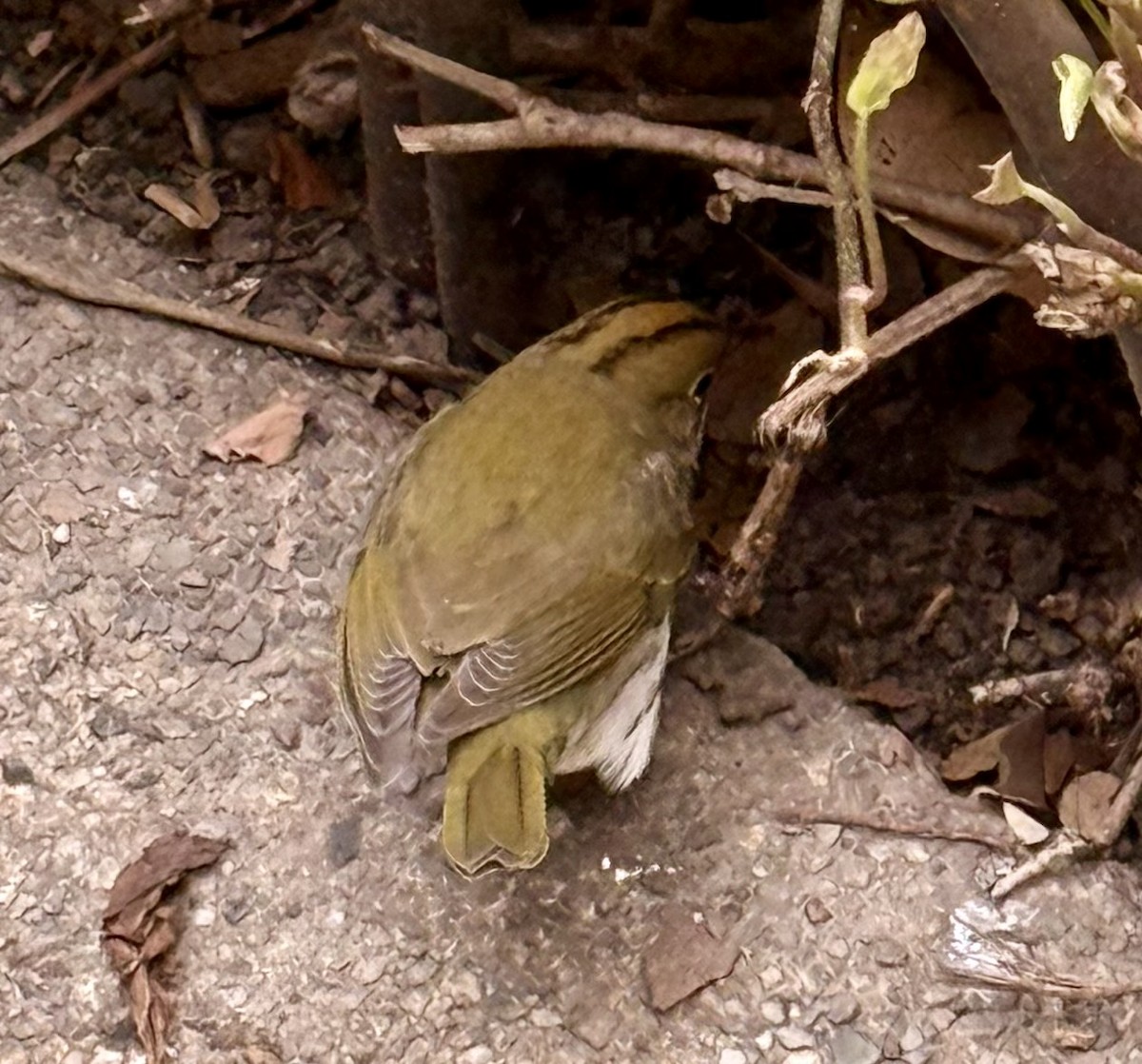 Ovenbird - ML645845410