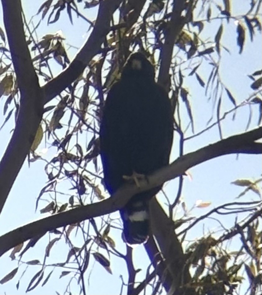 Zone-tailed Hawk - ML645845416