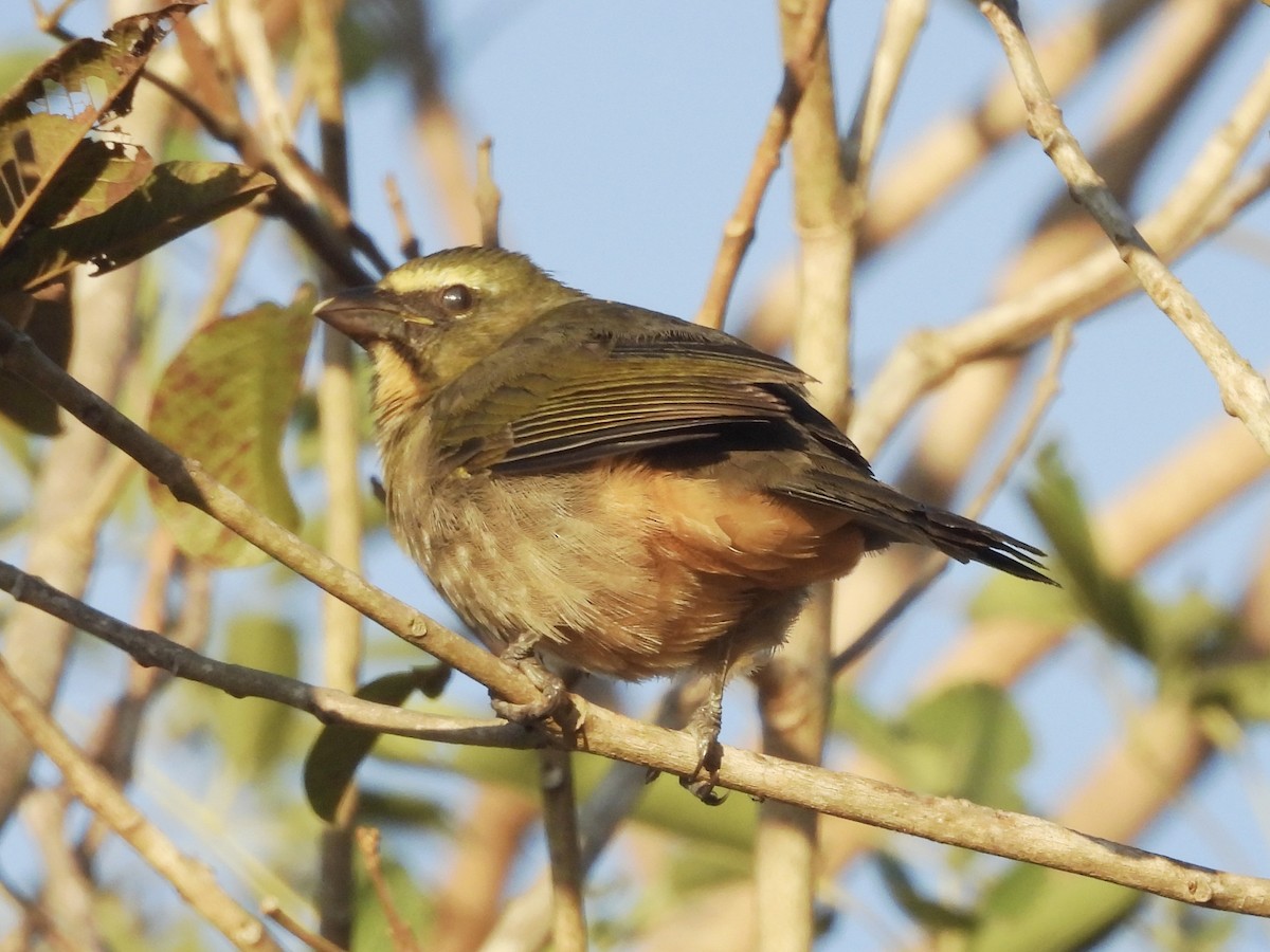 Bluish-gray Saltator - ML645845425