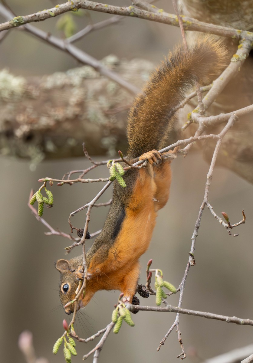 Douglas' Squirrel - ML645845430