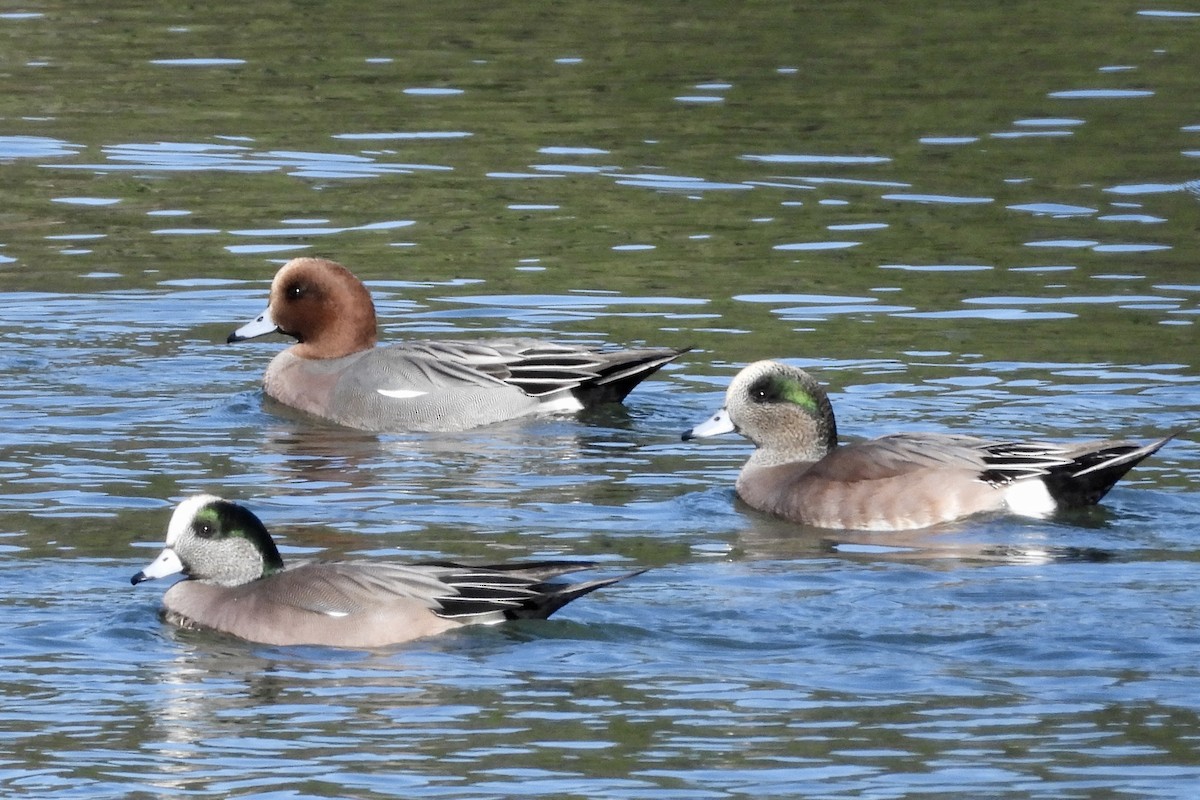 Pfeif-/Kanadapfeifente - ML645845443