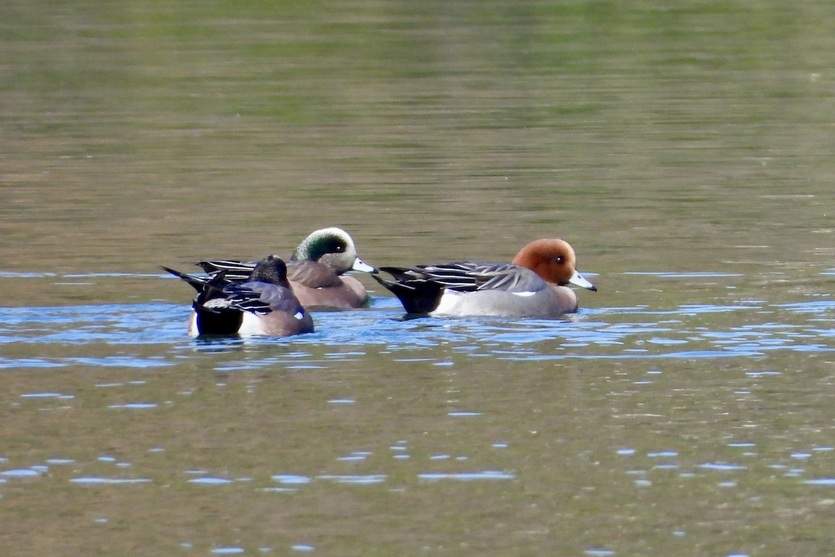 Pfeif-/Kanadapfeifente - ML645845444