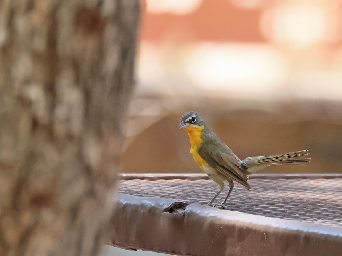 Yellow-breasted Chat - ML645845447