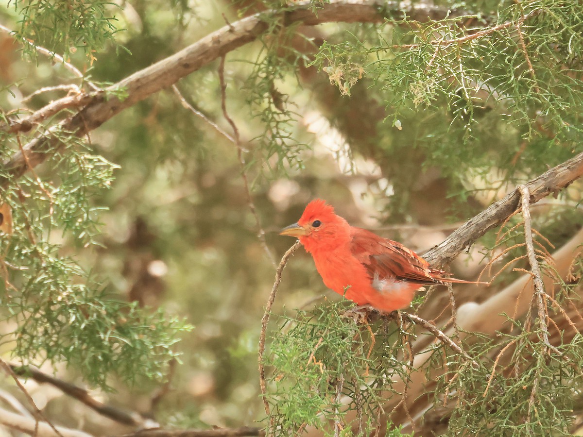 Summer Tanager - ML645845450