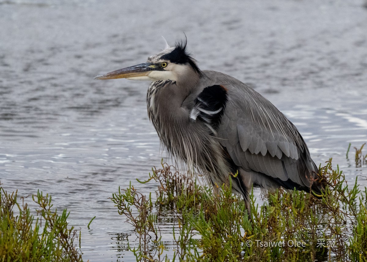 Great Blue Heron - ML645845452