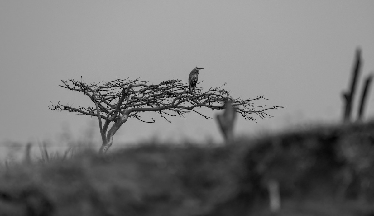 Great Blue Heron - ML645845457