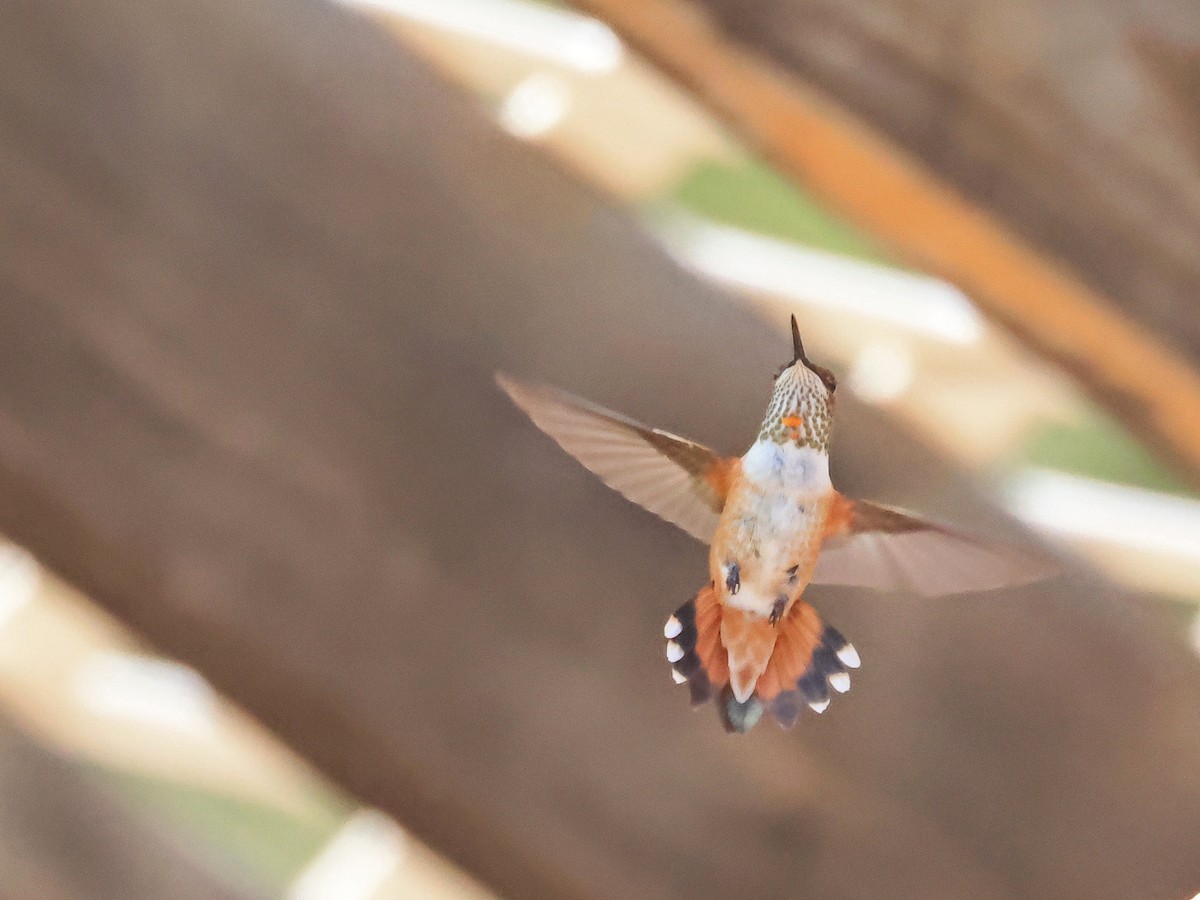 Rufous Hummingbird - ML645845459