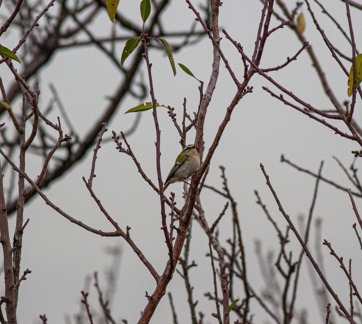 Common Firecrest - ML645845461