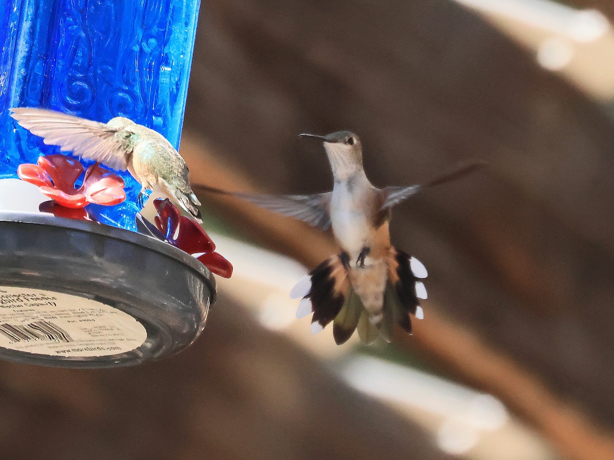 Broad-tailed Hummingbird - ML645845463