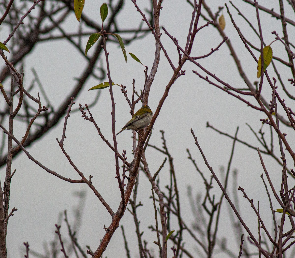 Common Firecrest - ML645845465