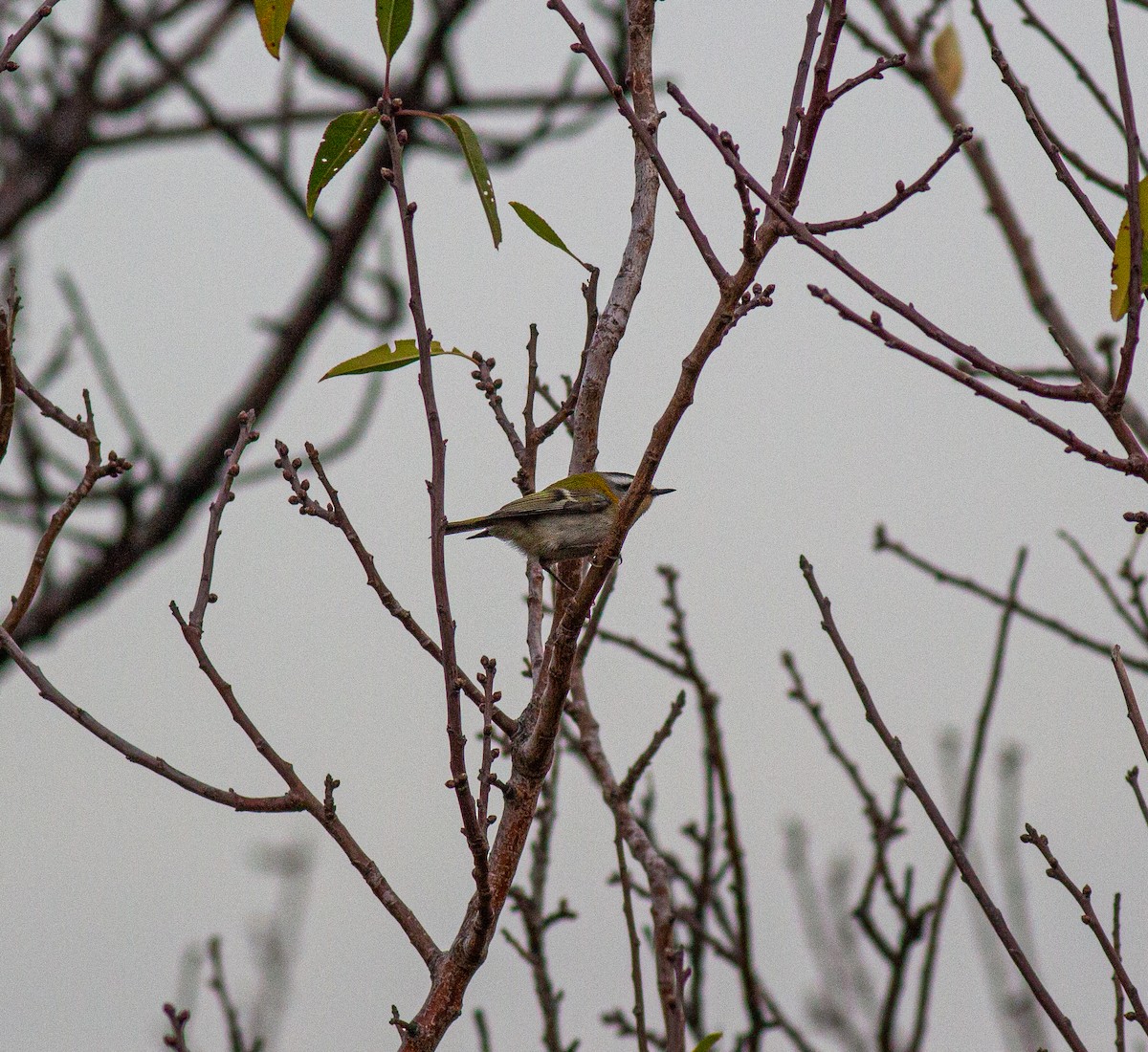 Common Firecrest - ML645845469