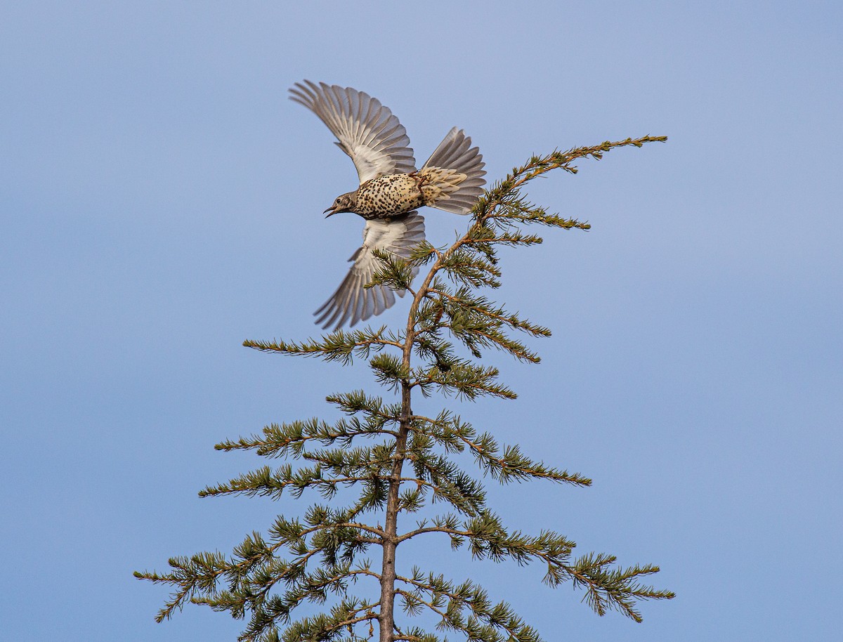 槲鶇 - ML645845480