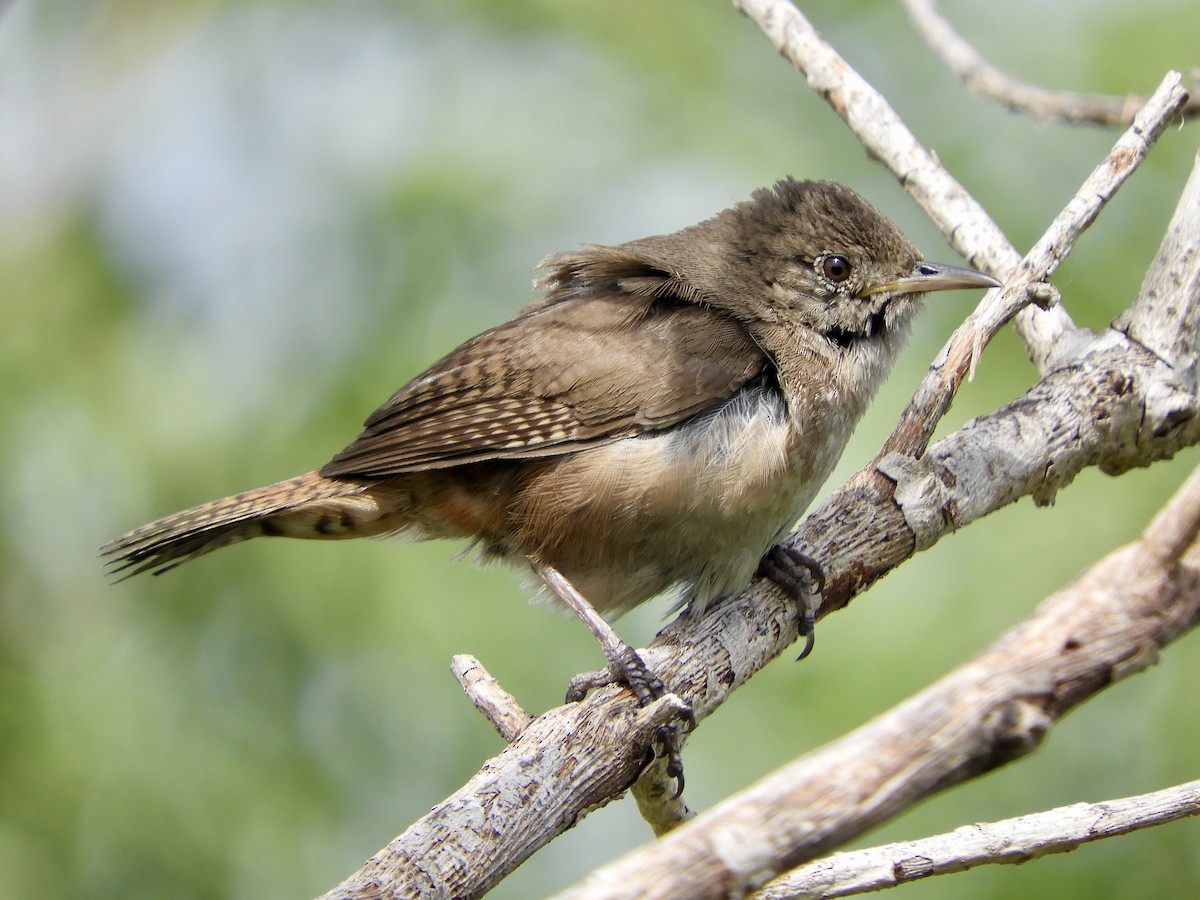 Southern House Wren - ML645845487
