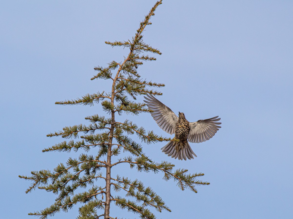 槲鶇 - ML645845494