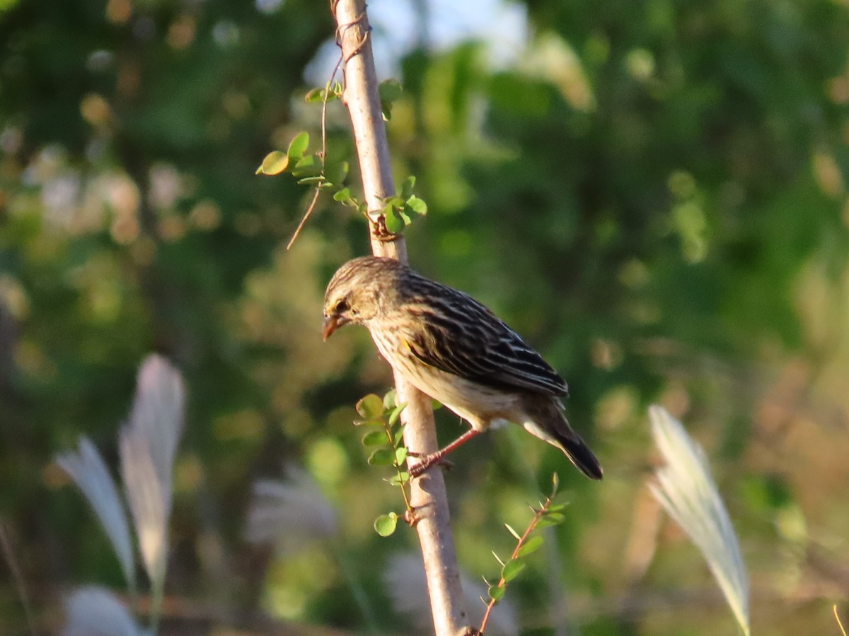 Yellow Bishop - ML645845495