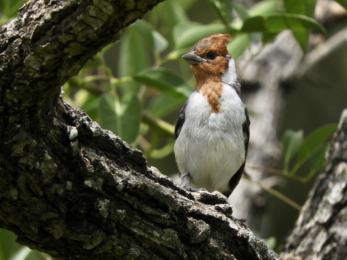 Red-crested Cardinal - ML645845497