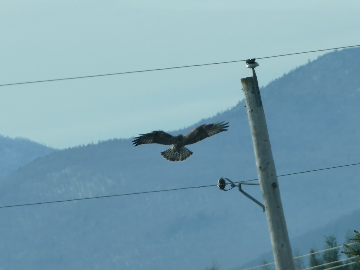 Rough-legged Hawk - ML645845499