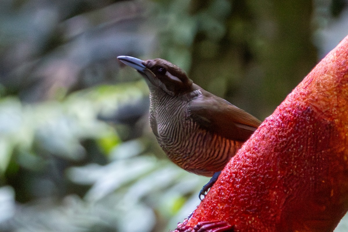 rajka spiráloocasá - ML645845503