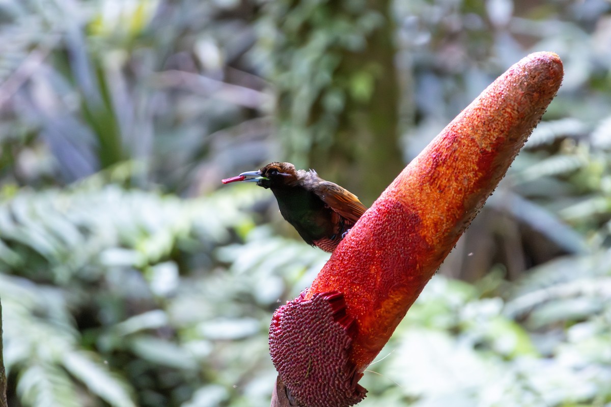 rajka spiráloocasá - ML645845505