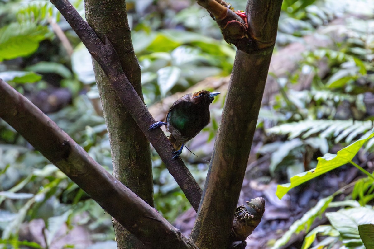 rajka spiráloocasá - ML645845506