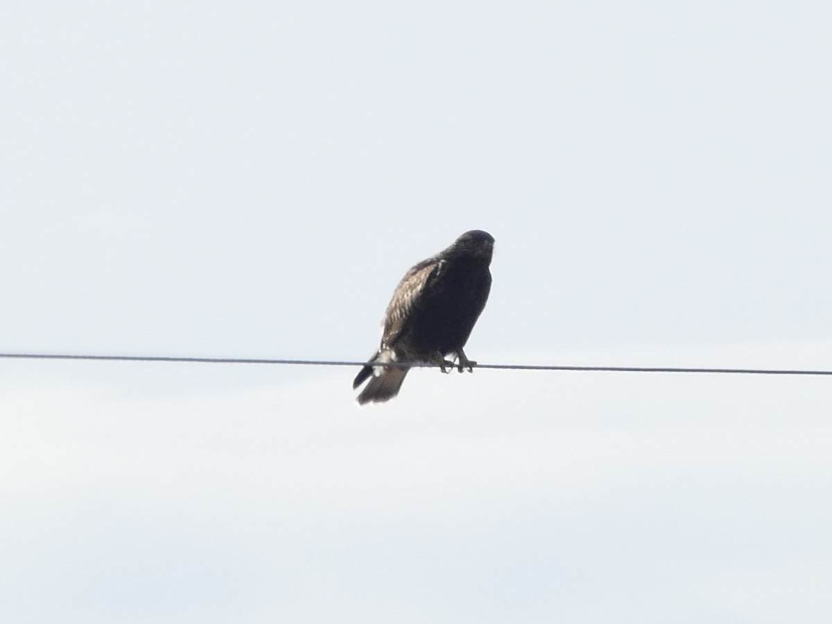 Rough-legged Hawk - ML645845515