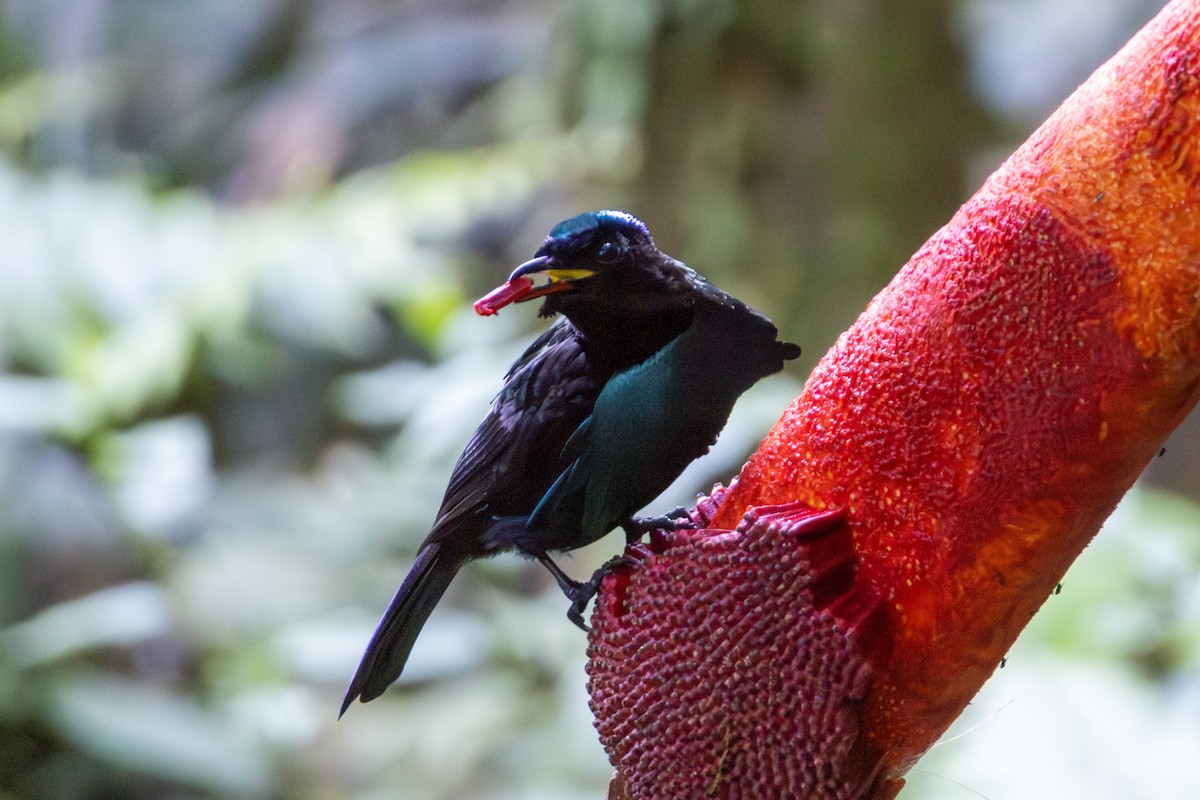 rajka nádherná - ML645845517