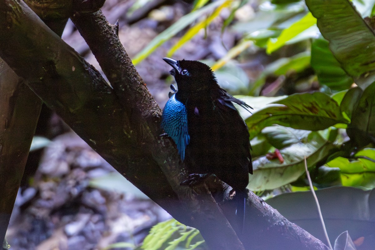 rajka nádherná - ML645845518