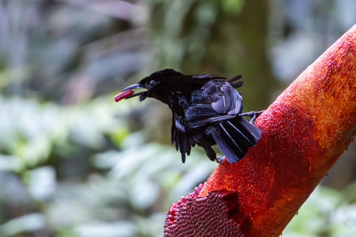 rajka nádherná - ML645845519