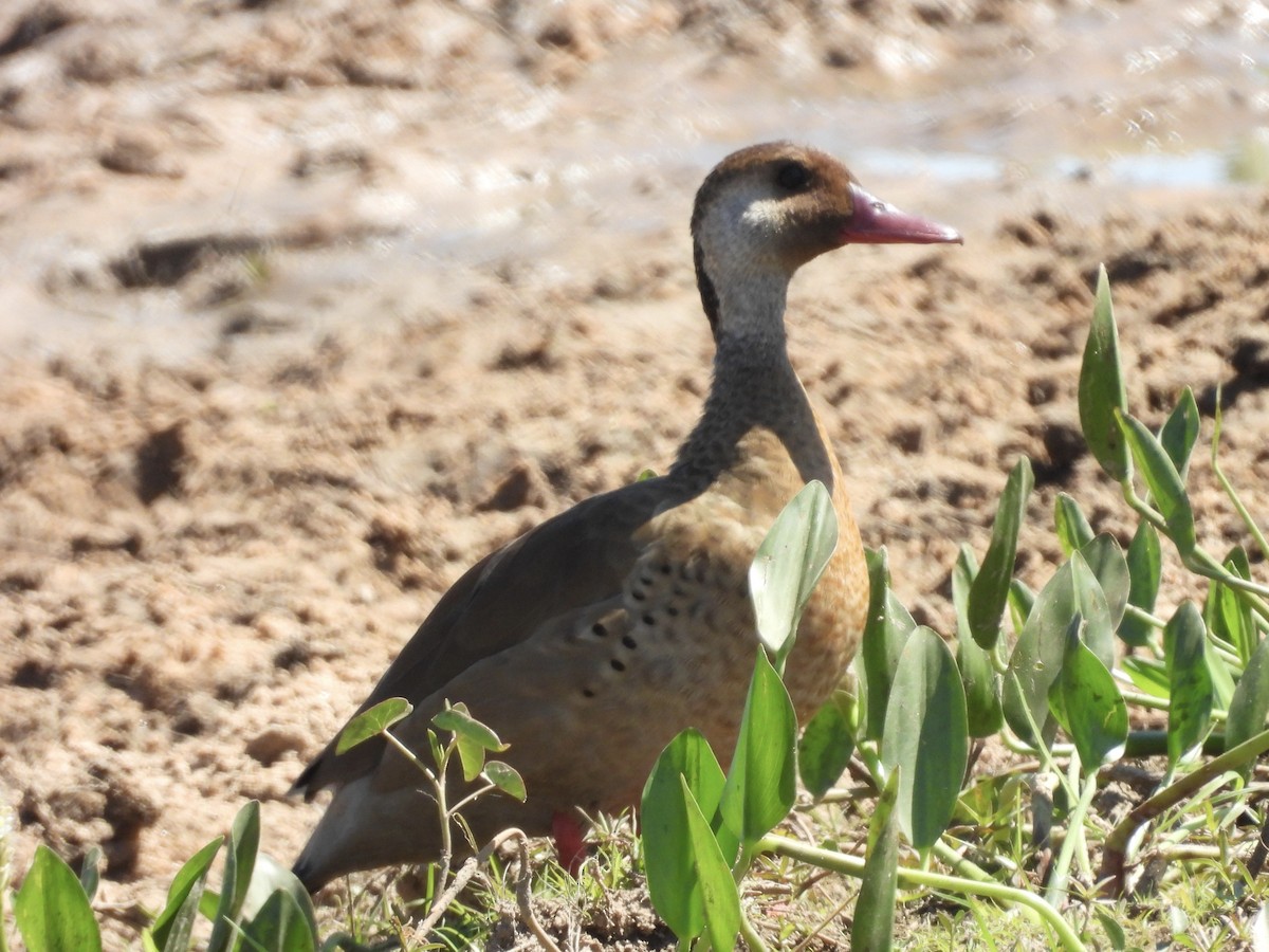 Brazilian Teal - ML645845529