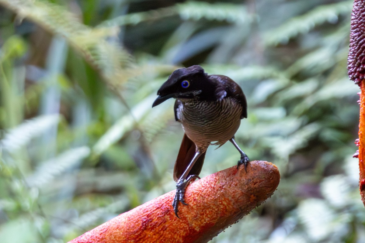 rajka nádherná - ML645845537