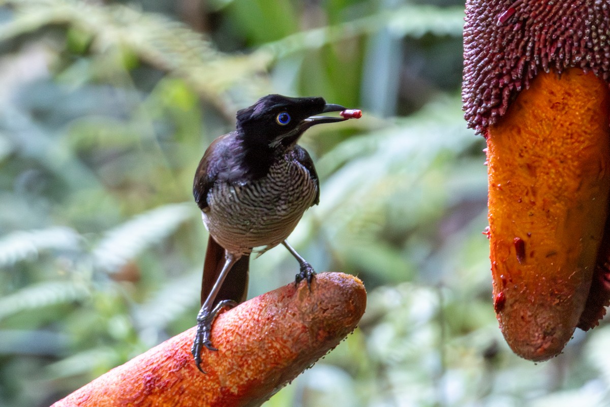 rajka nádherná - ML645845538