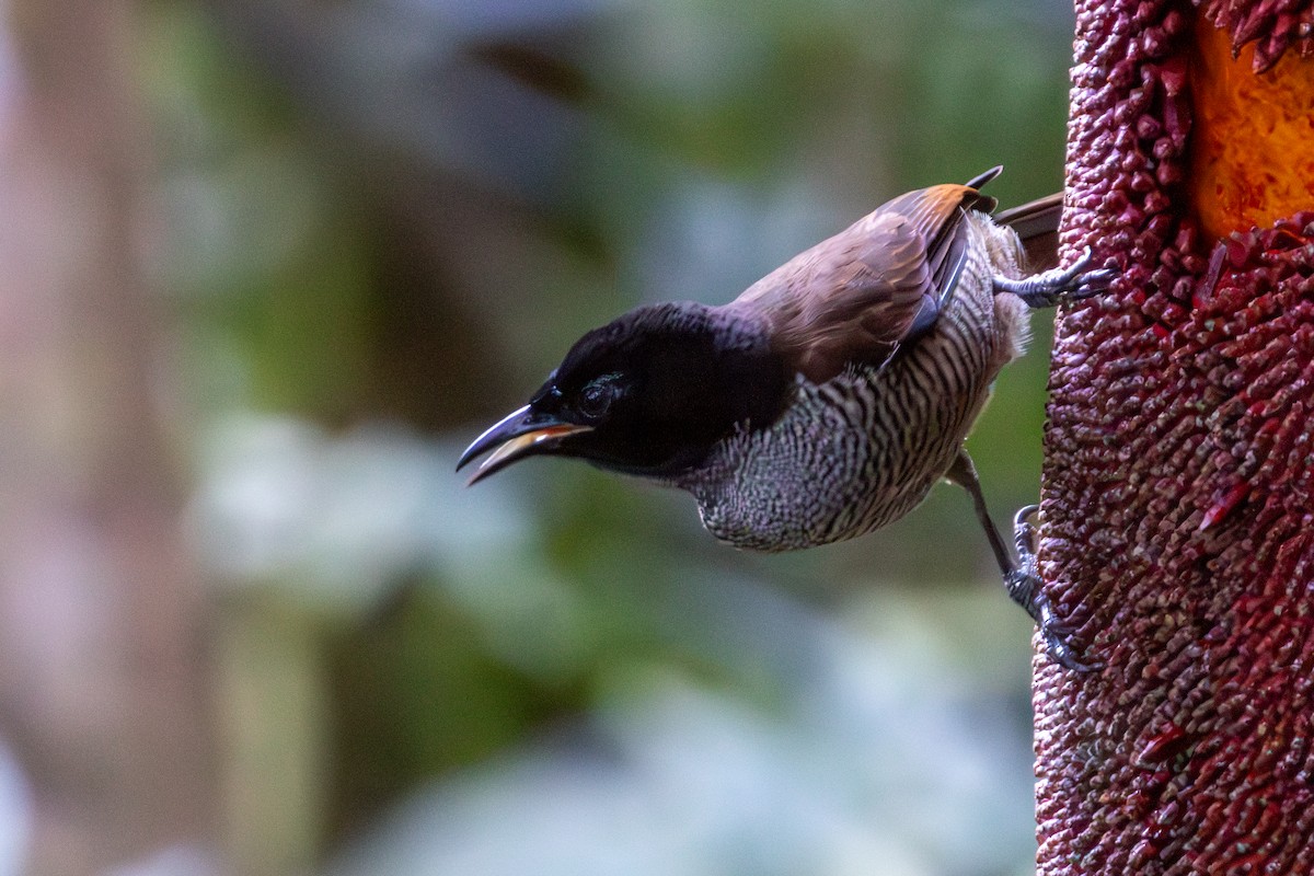 rajka nádherná - ML645845539