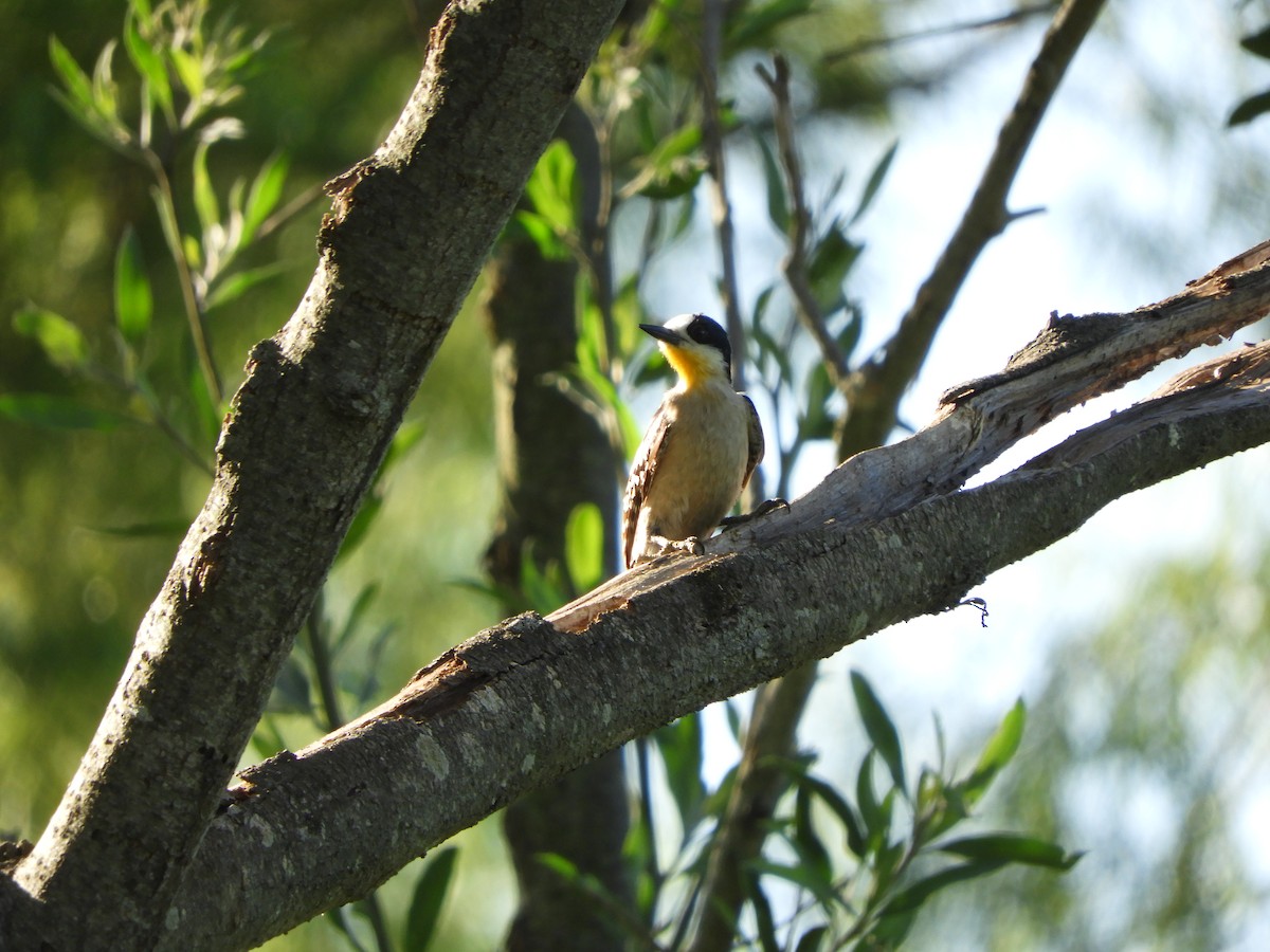 White-fronted Woodpecker - ML645845541