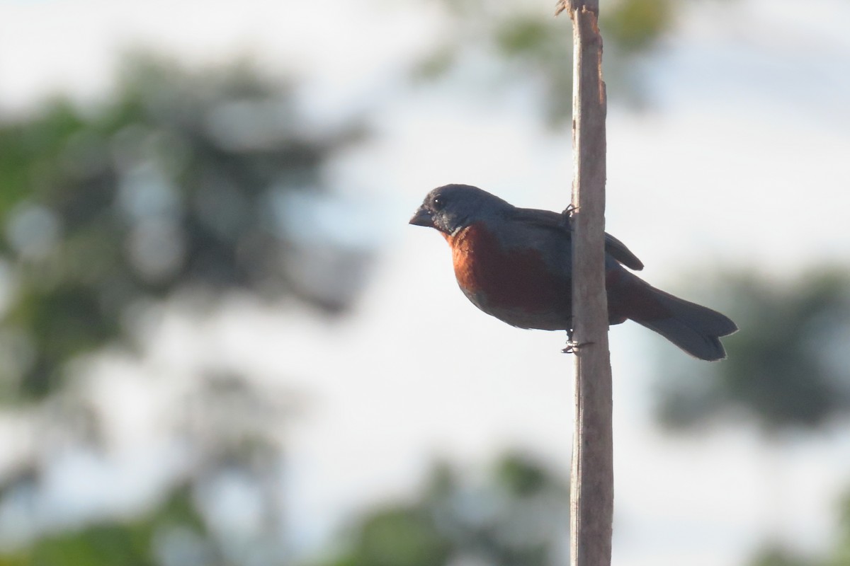 Chestnut-bellied Seedeater - ML645845550