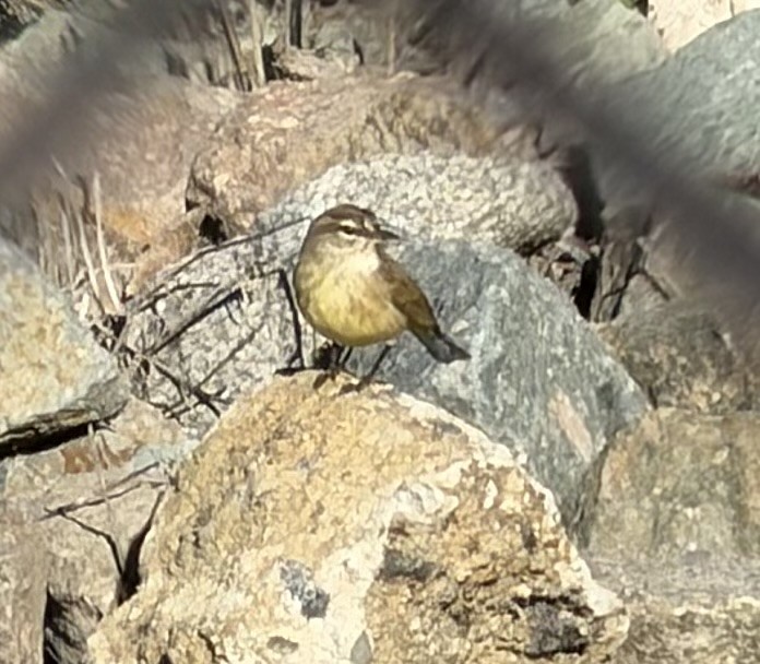 Palm Warbler - ML645845569