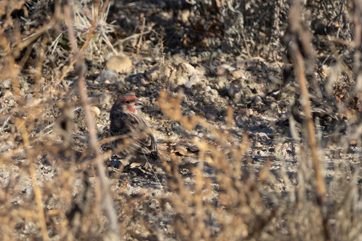 House Finch - ML645845571