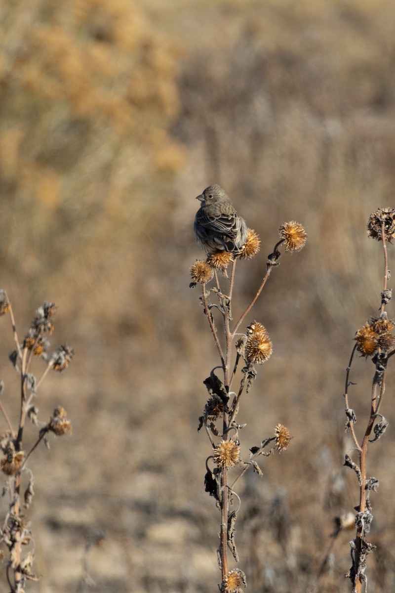 House Finch - ML645845572
