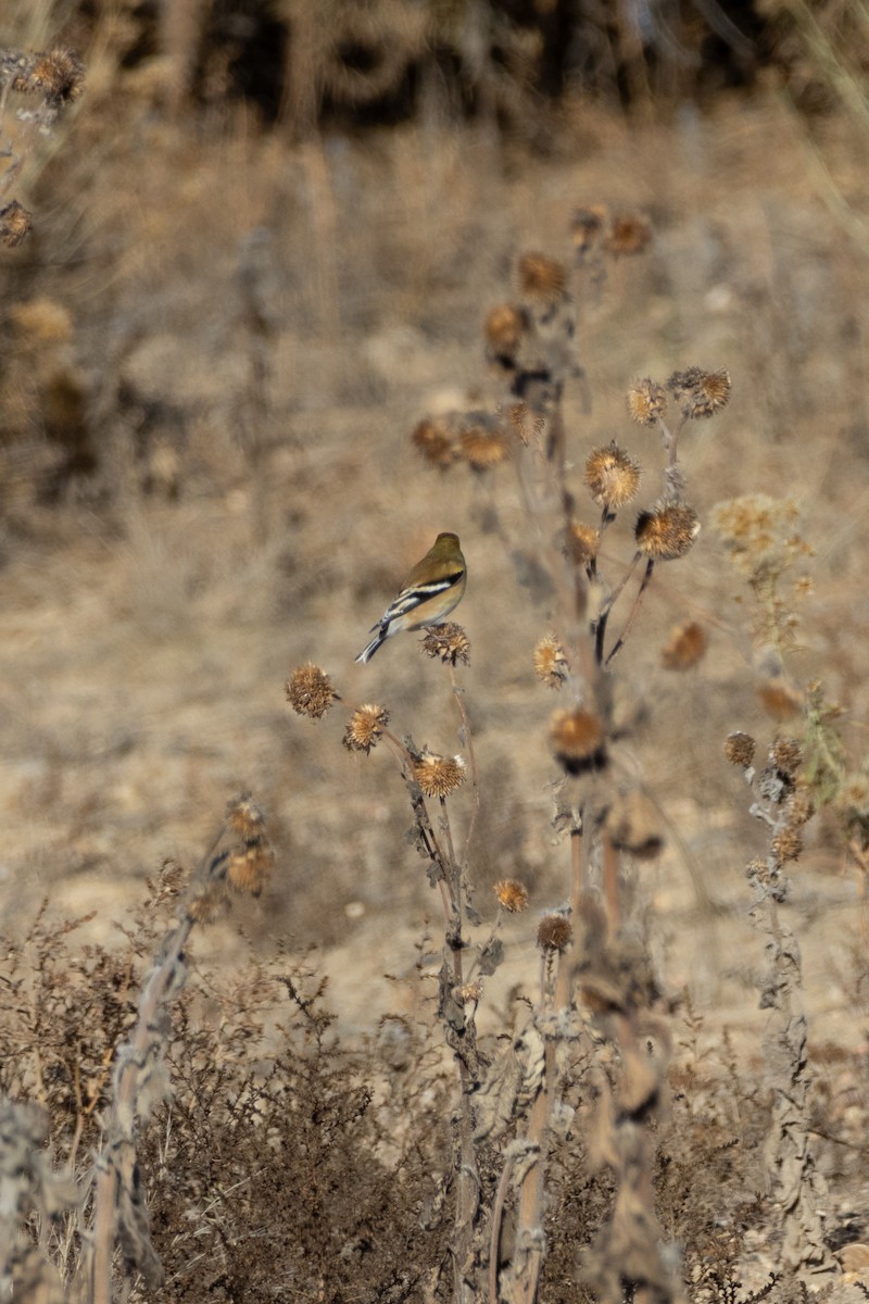 American Goldfinch - ML645845585