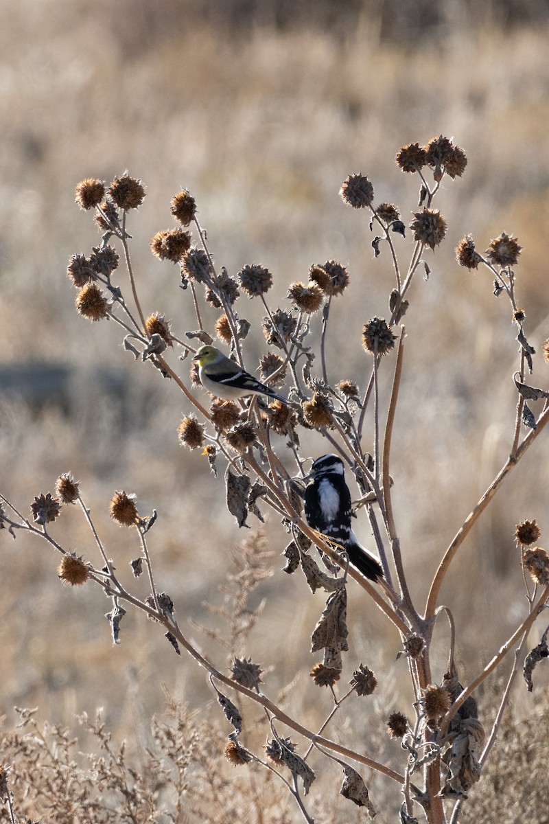 American Goldfinch - ML645845586