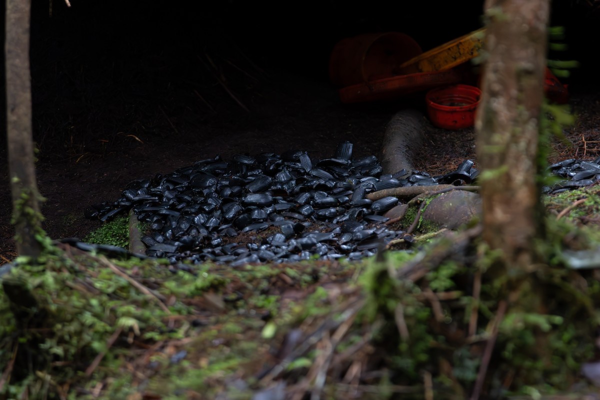 lemčík prostý - ML645845587