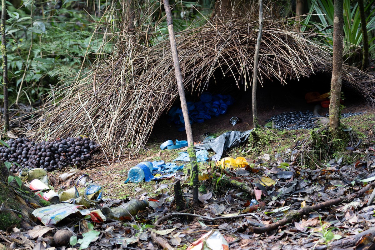 lemčík prostý - ML645845588