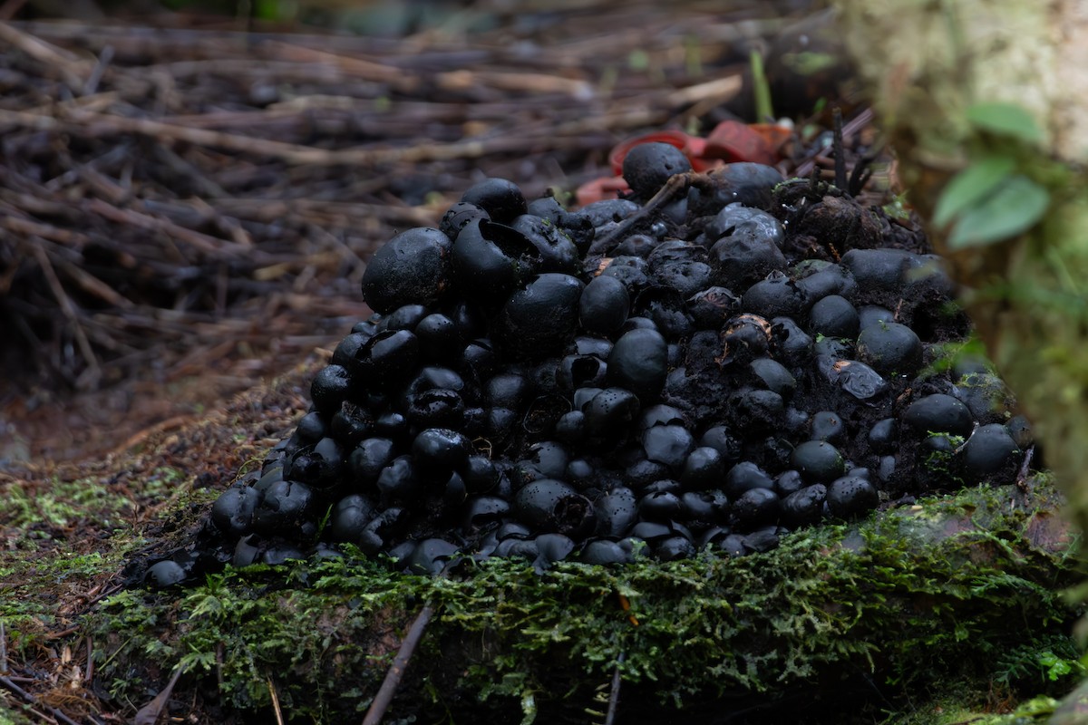 lemčík prostý - ML645845589