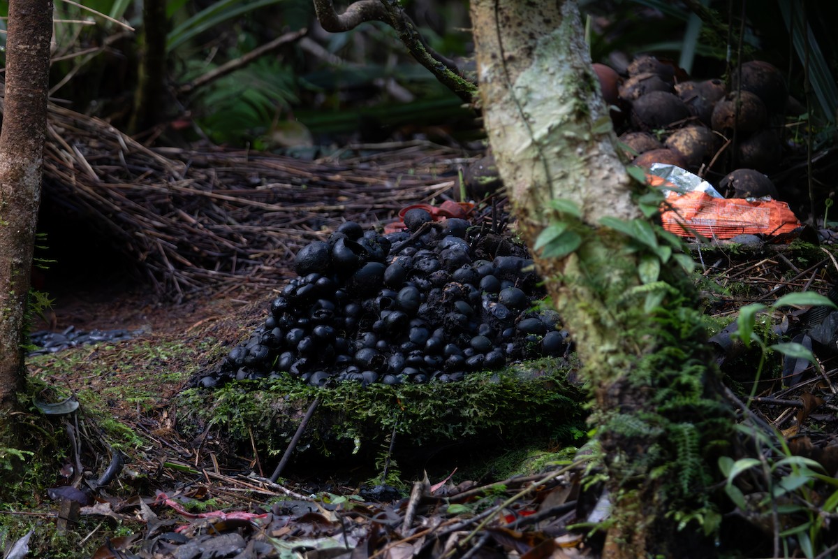 lemčík prostý - ML645845590