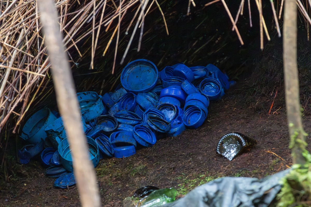 lemčík prostý - ML645845591