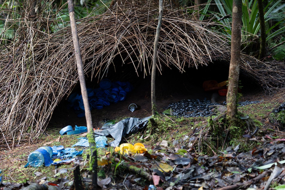 lemčík prostý - ML645845592